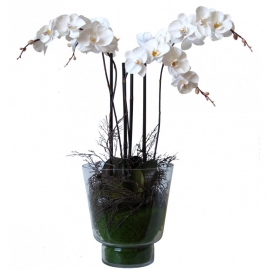 caspot phalaenopsis