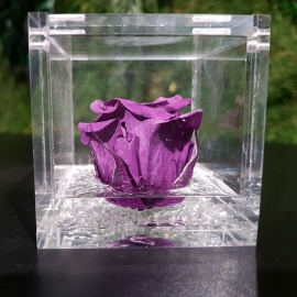 FLOWERCUBE 6X6 ROSA VIOLA