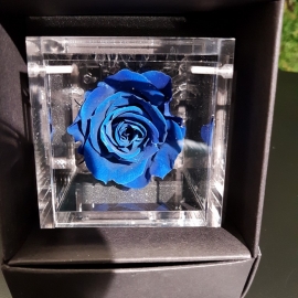 FLOWERCUBE 6X6 ROSA BLU