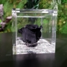 FLOWERCUBE 6X6 ROSA NERO