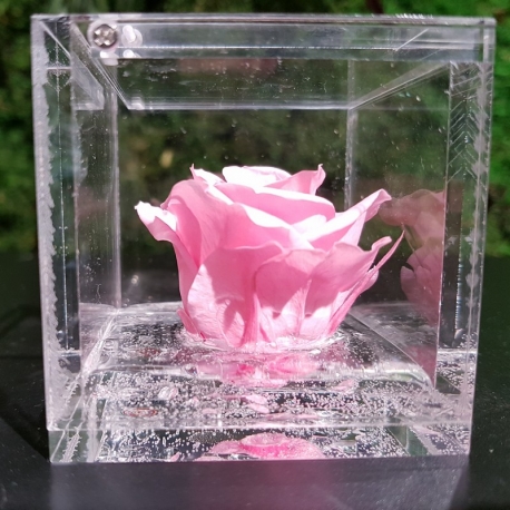 FLOWERCUBE 6X6 ROSA ROSA