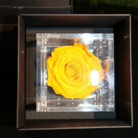 FLOWERCUBE 8X8 ROSA GIALLO