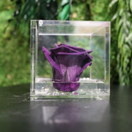 FLOWERCUBE 8X8 ROSA VIOLA