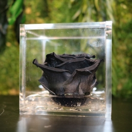 FLOWERCUBE 8X8 ROSA NERO