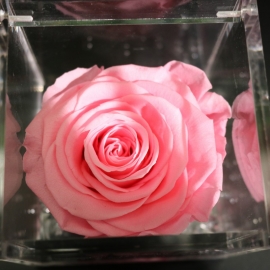 FLOWERCUBE 8X8 ROSA ROSA