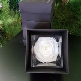 FLOWERCUBE 10X10 ROSA BIANCO