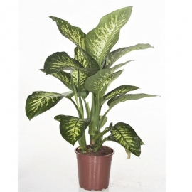 Pianta DIEFFENBACHIA