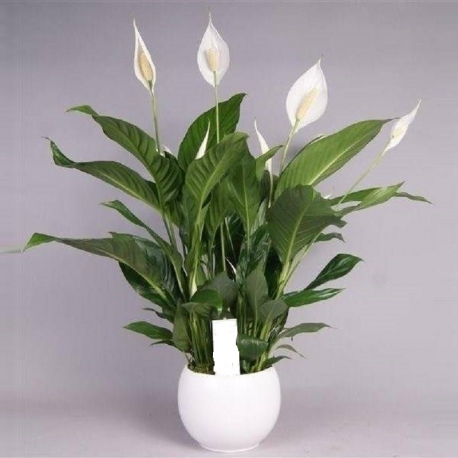 Spathiphyllum