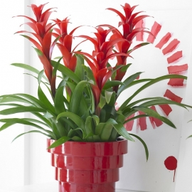 Bromelia