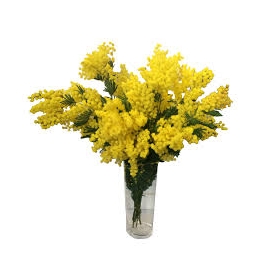 Bouquet mimosa