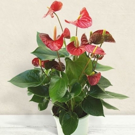 Anthurium