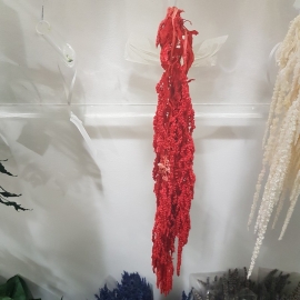 AMARANTHUS RED