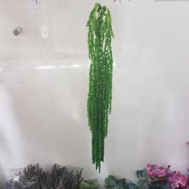 AMARANTHUS LT GREEN