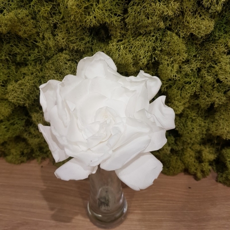 GARDENIA WHITE