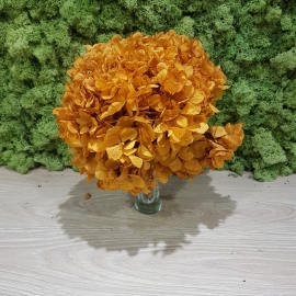 HYDRANGEA STANDARD ORANGE