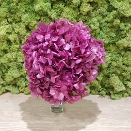 HYDRANGEA STANDARD CREMR-BORDEAUX