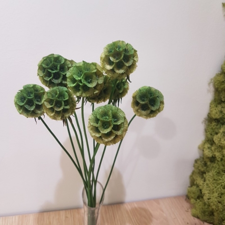 SCABIOSA STELLARIA VERDE