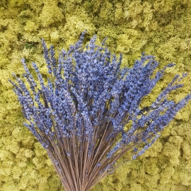 LAVANDA FIORITA STABILIZZATA