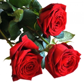 Rose Rosse San Valentino  Stelo Lungo