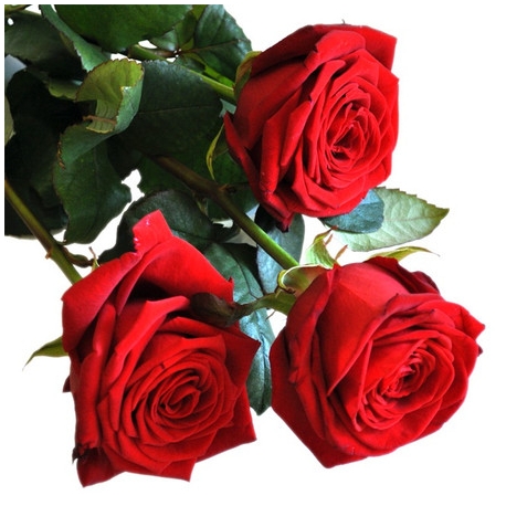 Rose Rosse San Valentino  Stelo Lungo