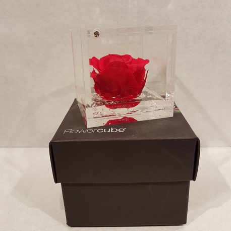 FLOWERCUBE 6X6 ROSA ROSSO