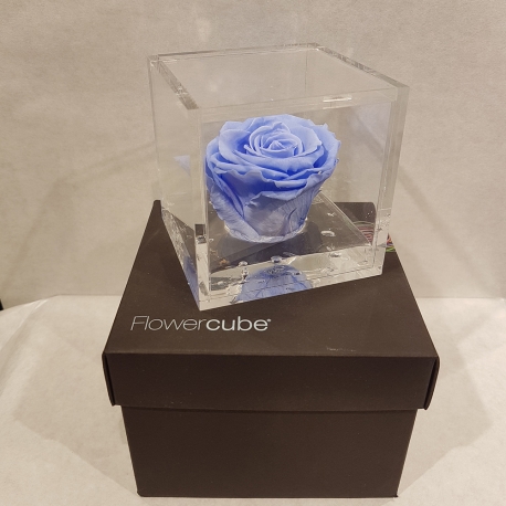 FLOWERCUBE 8X8 ROSA AZZURRO