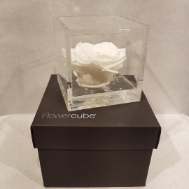 FLOWERCUBE 8X8 ROSA BIANCO