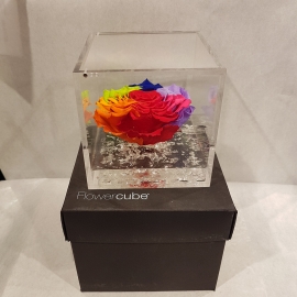 FLOWERCUBE 12X12 ROSA RAINBOW