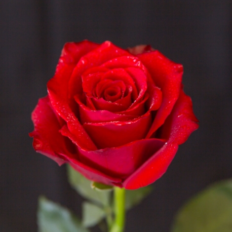 Fascio di rose rosse h70-80 quantità a scelta