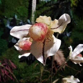 Pianta orchidea  paphiopedilum