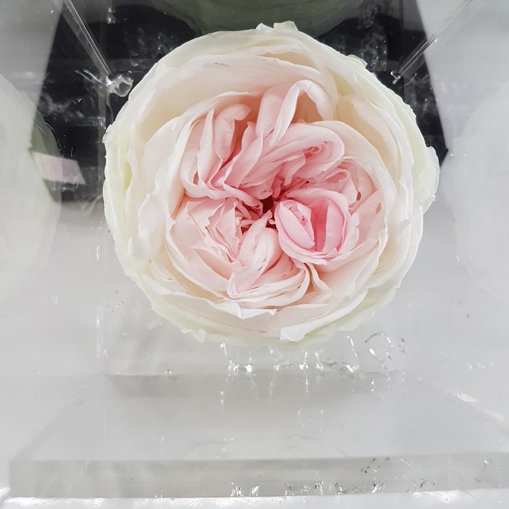 Gruppo Soria rosa stabilizzata flowercube