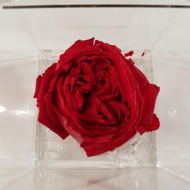 FLOWERCUBE 8X8 ROSA INGLESE RED