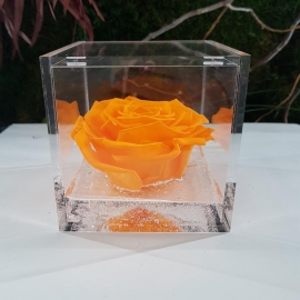 FLOWERCUBE 10X10 ROSA  ARANCIO