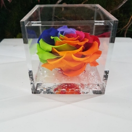 FLOWERCUBE 10X10 ROSA  RAINBOW