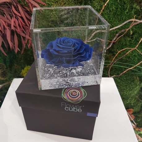 FLOWERCUBE 12X12 ROSA BLU