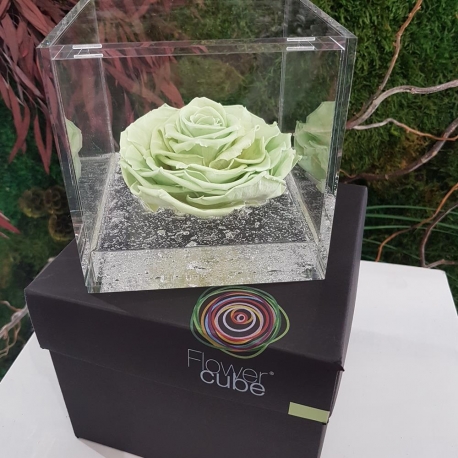 FLOWERCUBE 12X12 ROSA VERDE