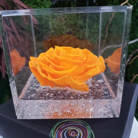 FLOWERCUBE 12X12 ROSA ARANCIO