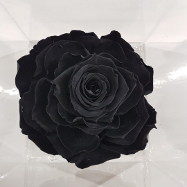 FLOWERCUBE 12X12 ROSA NERO