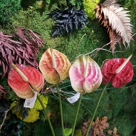 fiori di Anthurium