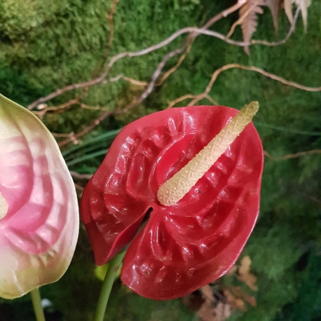 fiori di Anthurium