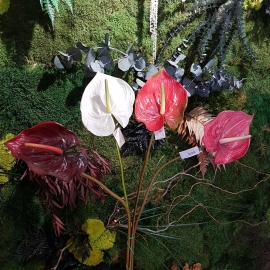 fiori di Anthurium grande