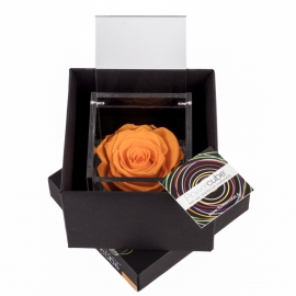 FLOWERCUBE 8X8 ROSA ARANCIO