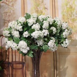 6 Steli di VIBURNUM PALLA DI NEVE