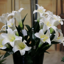 5 steli di LILIUM LILY X 2