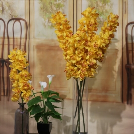 CYMBIDIUM / ORCHIDEA 21 FL 