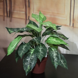 DIEFFENBACHIA X 21  INVASATA CM.50