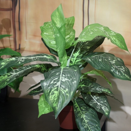 DIEFFENBACHIA X 25 INVASATA CM.40