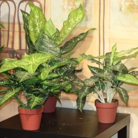 SYNGONIUM X 25 INVASATA CM.40