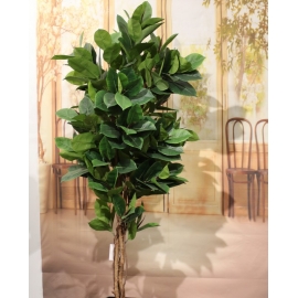 PIANTA FICUS X272