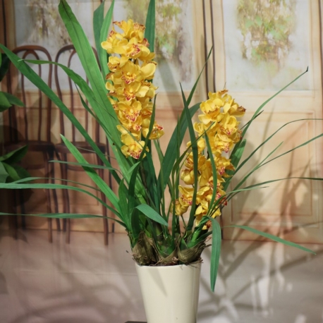 CYMBIDIUM SPRAY plant 2 FL  YELLOW